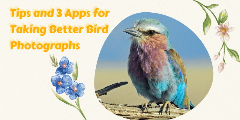 Tips and 3 Apps for Taking Better Bird Photographs